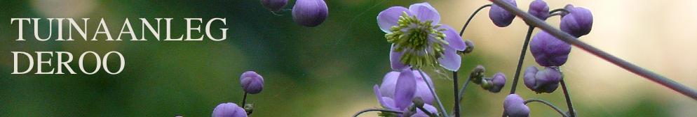 thalictrum